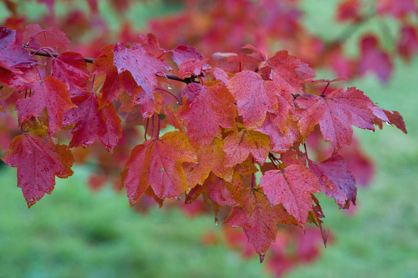 无人,横图,室外,特写,白天,美景,雨,植物,枫树,叶子,英国,湿,景观,树,红色,自然,景色,摄影,自然风光,落叶树,红花槭,秋天,彩图,对焦