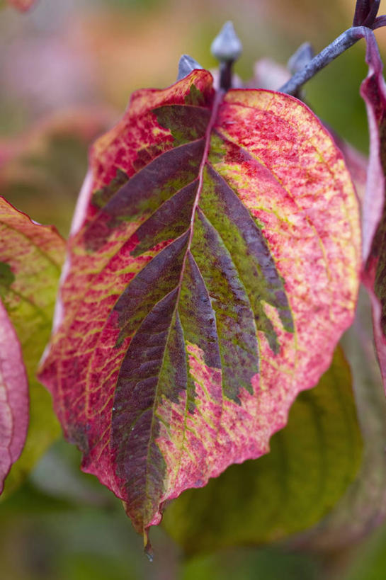 无人,竖图,室外,特写,白天,美景,植物,叶子,英国,盛开,景观,花蕾,花,花瓣,花朵,鲜花,黄色,红色,绿色,自然,花苞,花蕊,景色,摄影,灌木,自然风光,山茱萸,落叶树,山萸肉,山芋肉,蜀酸枣,天木籽,药枣,萸肉,枣皮,秋天,彩图