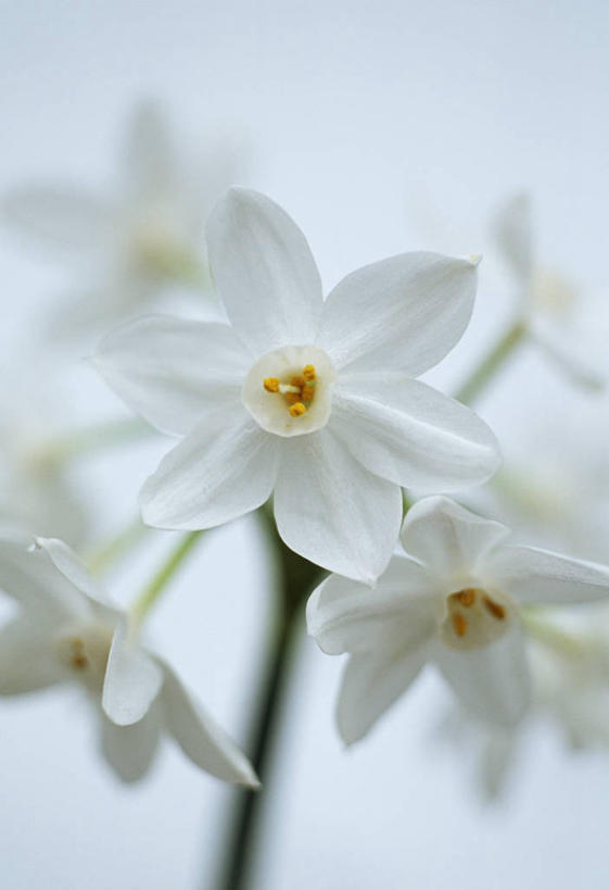 无人,竖图,室内,特写,白天,白色背景,美景,植物,水仙花,英国,景观,花,花瓣,三个,白色,自然,春天,景色,摄影,自然风光,苍白,彩图,影棚拍摄,对焦