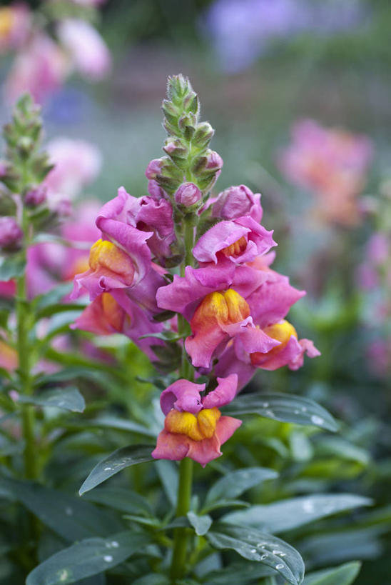 无人,竖图,室外,特写,白天,美景,植物,英国,景观,花,花瓣,粉色,自然,景色,摄影,金鱼草,自然风光,秋天,彩图