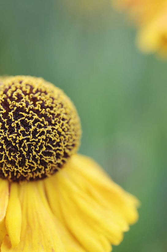 无人,竖图,室外,特写,白天,侧面,美景,植物,英国,景观,花,花瓣,一个,黄色,自然,夏天,景色,摄影,金花菊,单个,自然风光,彩图,对焦,多年生植物