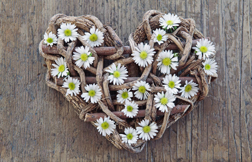 无人,横图,室内,特写,白天,美景,植物,静物,南非,木制,浮木,木材,景观,浪漫,雏菊,花,白色,自然,景色,摄影,自然风光,手艺,心型,彩图,爱