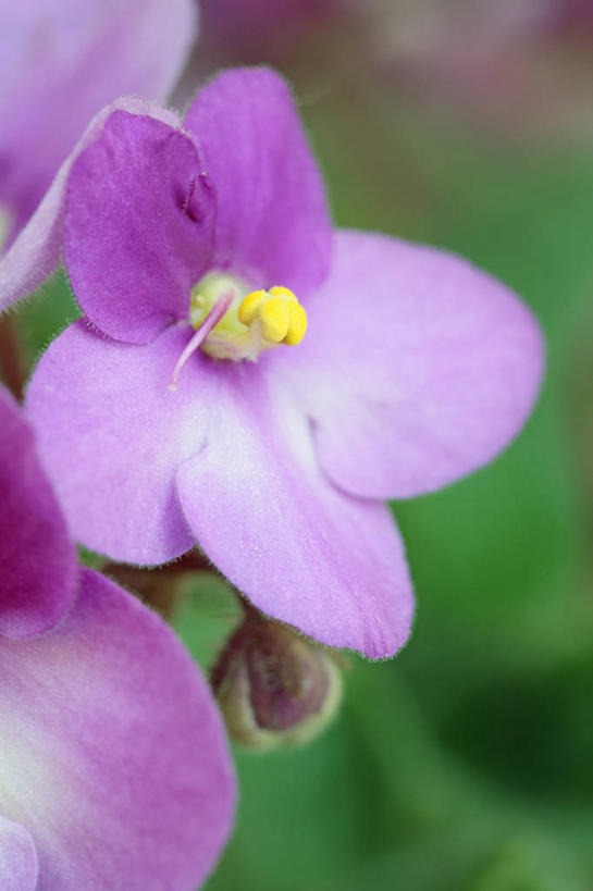 无人,竖图,室外,特写,白天,美景,植物,南非,景观,花,花瓣,一个,粉色,自然,夏天,景色,摄影,单个,自然风光,非洲堇,德班,彩图,对焦