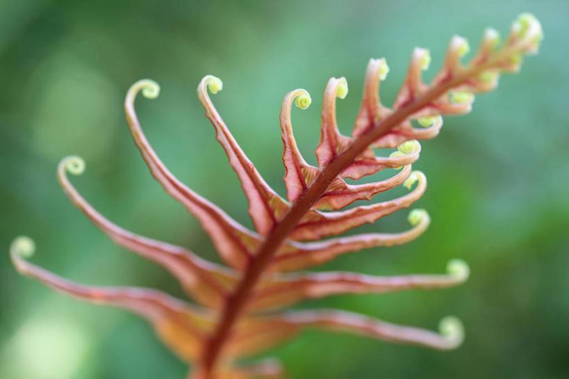 无人,横图,室外,特写,白天,美景,植物,叶子,南非,景观,一个,红色,自然,景色,摄影,单个,蕨类,自然风光,复叶,德班,彩图