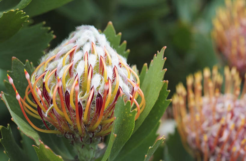 无人,横图,室外,特写,白天,美景,植物,南非,景观,首都,花,花瓣,一个,粉色,自然,橙色,景色,摄影,单个,针垫花,自然风光,开普敦,普罗梯亚木,彩图,对焦