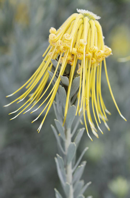 无人,竖图,室外,特写,白天,侧面,美景,植物,叶子,南非,景观,首都,花,花瓣,一个,黄色,灰色,自然,景色,摄影,单个,针垫花,自然风光,开普敦,普罗梯亚木,彩图,对焦