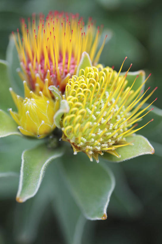 无人,竖图,室外,特写,白天,美景,植物,南非,景观,首都,花,花瓣,三个,黄色,自然,橙色,景色,摄影,针垫花,自然风光,开普敦,彩图,对焦