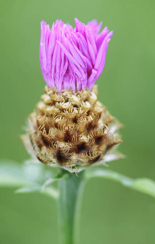无人,竖图,室外,特写,白天,美景,植物,英国,景观,野花,花蕾,花,花瓣,一个,粉色,自然,夏天,蓟,景色,摄影,单个,自然风光,矢车菊,彩图