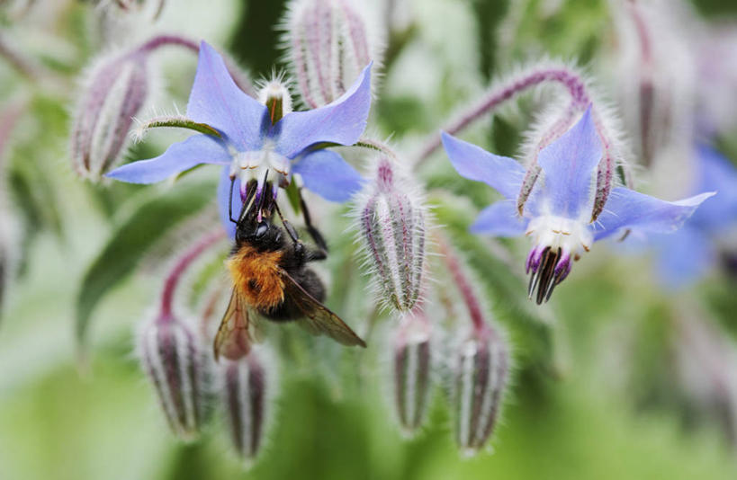 无人,横图,室外,特写,白天,美景,植物,野生动物,蜜蜂,英国,昆虫,景观,花,花瓣,蓝色,自然,动物,夏天,橙色,景色,摄影,草本,自然风光,琉璃苣,授粉,大黄蜂,收集,彩图,对焦