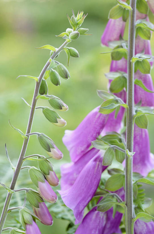 无人,竖图,室外,特写,白天,美景,植物,英国,景观,野花,花蕾,花,花瓣,粉色,自然,夏天,景色,摄影,毛地黄,自然风光,彩图