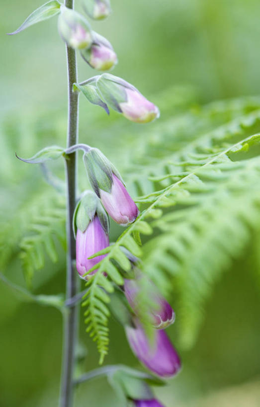 无人,竖图,室外,特写,白天,美景,植物,叶子,英国,景观,野花,花蕾,花,花瓣,粉色,绿色,自然,夏天,景色,摄影,蕨类,毛地黄,清新,自然风光,复叶,彩图,对焦