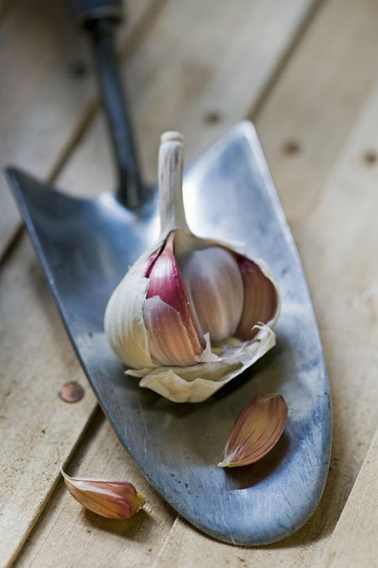 无人,竖图,室外,特写,白天,美景,蔬菜,静物,英国,种植,不锈钢,新鲜,金属,景观,园艺,食品,设备,饮食,物品,食物,自然,景色,摄影,有机食品,绿色食品,蒜瓣,泥刀,草本,自然风光,大蒜,彩图