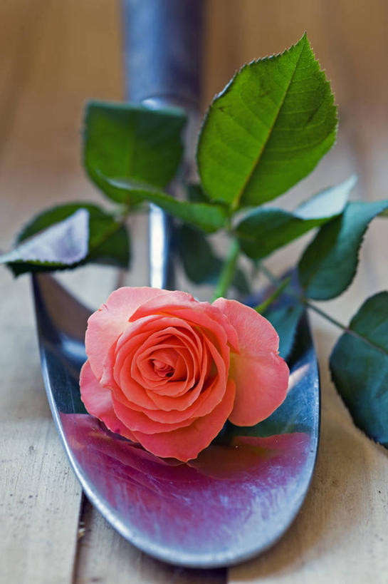 无人,竖图,室内,特写,白天,美景,玫瑰,静物,英国,不锈钢,金属,景观,园艺,设备,物品,花,一个,粉色,自然,景色,摄影,单个,泥刀,自然风光,选择,彩图,对焦