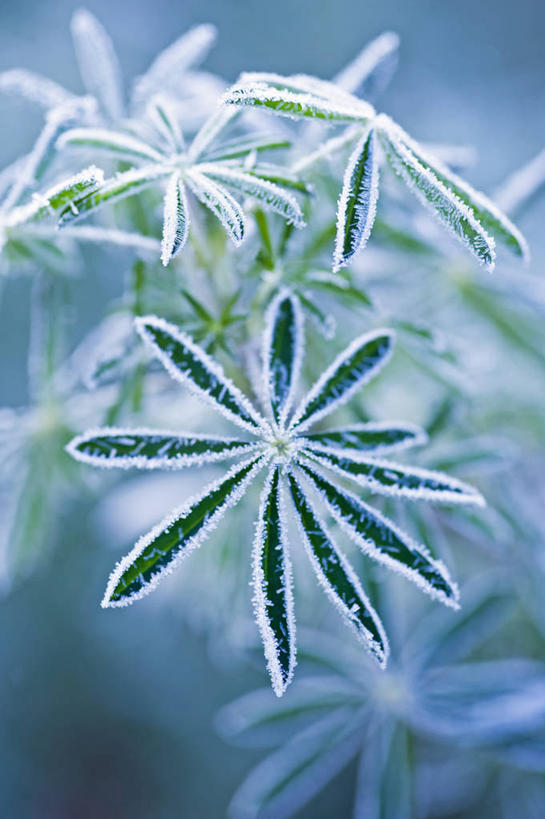 无人,竖图,室外,特写,白天,美景,植物,叶子,英国,景观,冬天,霜,绿色,灰色,自然,景色,寒冷,摄影,自然风光,挑战,白羽扇豆,式样,彩图,对焦,多年生植物