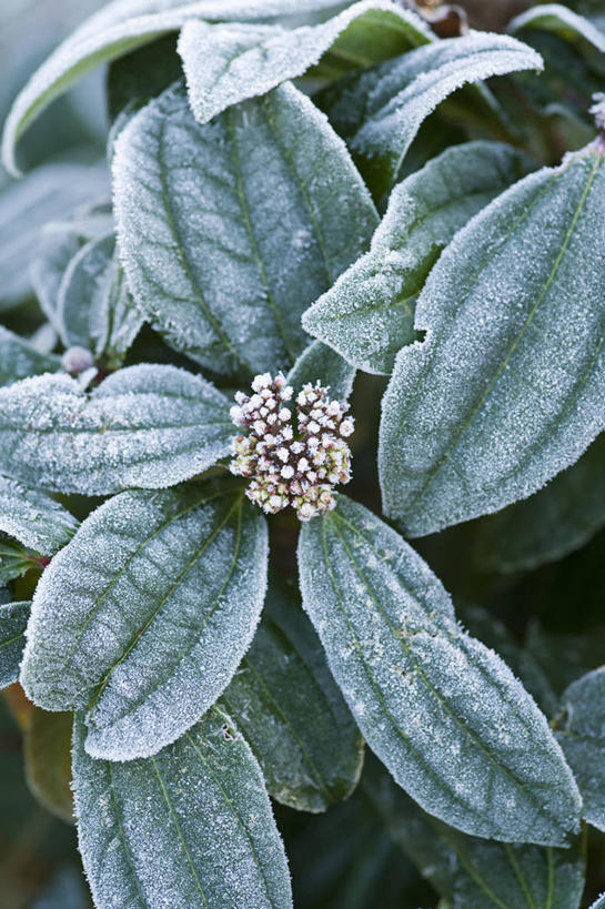 无人,竖图,室外,特写,白天,美景,植物,叶子,英国,景观,冬天,霜,花,绿色,灰色,自然,景色,寒冷,摄影,灌木,自然风光,挑战,荚莲,彩图,孩儿拳,对焦