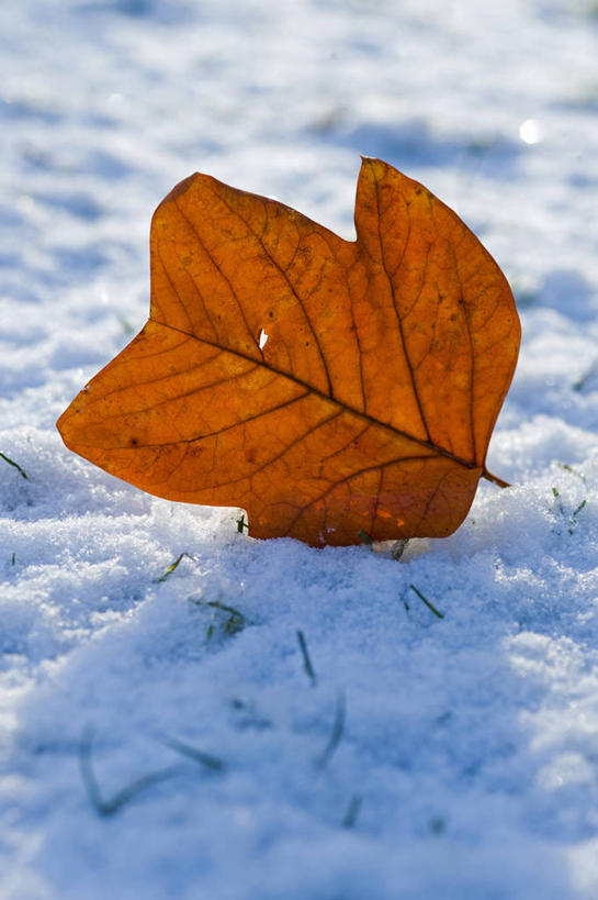无人,竖图,室外,特写,白天,美景,雪,植物,叶子,英国,阴影,景观,冬天,一个,红色,白色,自然,景色,寒冷,摄影,单个,自然风光,逆光,郁金香树,彩图,对焦