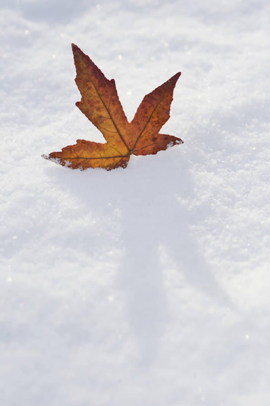 无人,竖图,室外,特写,白天,留白,仰视,美景,雪,植物,叶子,英国,景观,冬天,一个,红色,自然,景色,摄影,落下,单个,自然风光,逆光,郁金香树,彩图,低角度拍摄