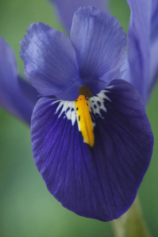 无人,竖图,室外,特写,白天,美景,植物,英国,景观,花,花瓣,一个,蓝色,紫色,自然,春天,景色,摄影,单个,自然风光,剑桥郡,式样,彩图,对焦