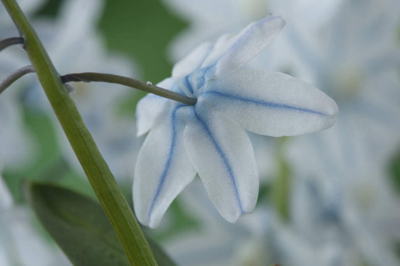 无人,横图,室外,特写,白天,美景,植物,英国,景观,花,花瓣,一个,蓝色,白色,自然,春天,景色,摄影,单个,自然风光,剑桥郡,彩图,对焦