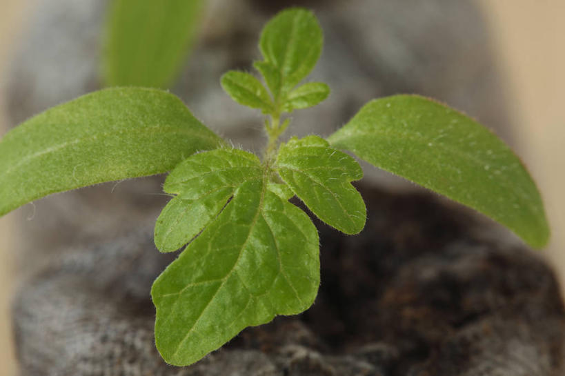 无人,横图,室外,特写,白天,美景,植物,西红柿,叶子,英国,景观,绿色,自然,景色,摄影,生长,清新,显现,自然风光,秧苗,彩图