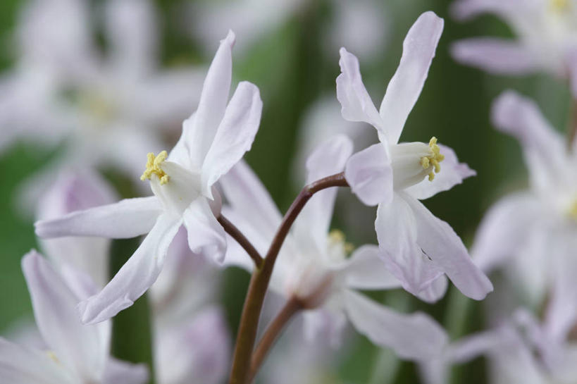 无人,横图,室外,特写,白天,美景,植物,蔬菜,英国,新鲜,景观,食品,花,花瓣,食物,粉色,白色,自然,春天,景色,摄影,有机食品,绿色食品,自然风光,苍白,彩图,对焦