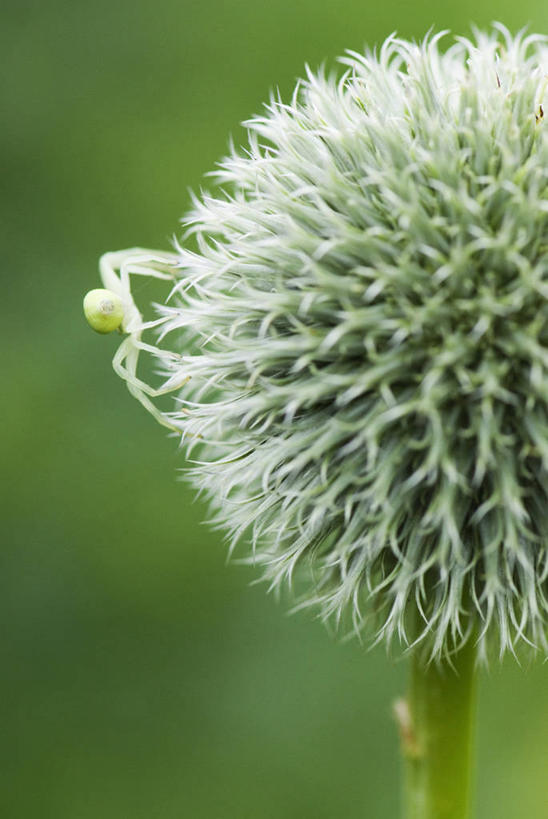 无人,竖图,室外,特写,白天,侧面,美景,植物,野生动物,英国,蜘蛛,景观,花,一个,灰色,自然,动物,夏天,球体,景色,摄影,单个,自然风光,蓝刺头,彩图,多年生植物
