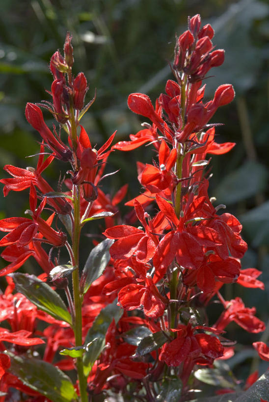 无人,竖图,彩色,室外,特写,白天,美景,植物,英国,景观,花,花瓣,红色,自然,夏天,景色,摄影,五颜六色,色彩斑斓,自然风光,五彩缤纷,五彩斑斓,五光十色,彩图,对焦,多年生植物,半边莲属