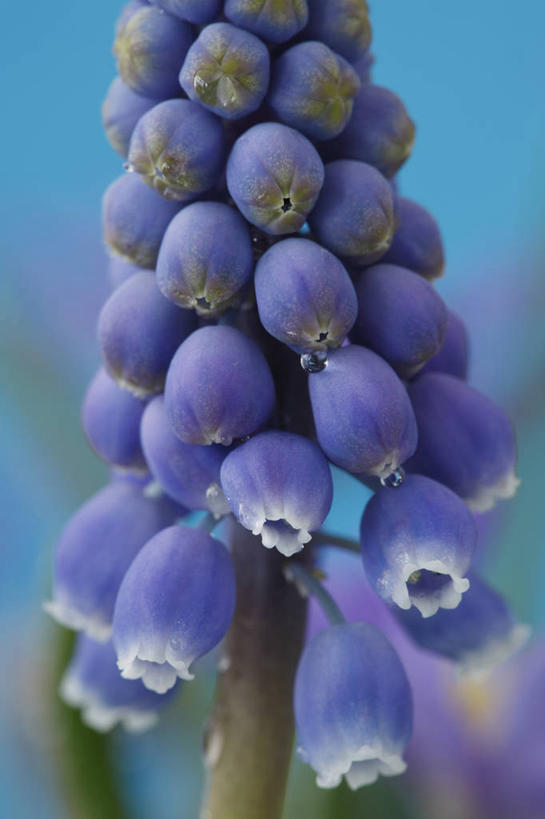 无人,竖图,室外,特写,白天,美景,植物,蔬菜,英国,新鲜,景观,食品,花,花瓣,食物,一个,蓝色,自然,春天,景色,摄影,有机食品,绿色食品,单个,自然风光,葡萄风信子,彩图