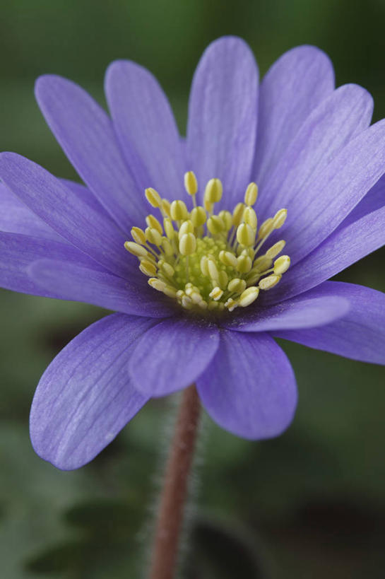 无人,竖图,室外,特写,白天,美景,植物,白头翁,英国,景观,花,花瓣,一个,蓝色,紫色,自然,春天,景色,摄影,银莲花,单个,自然风光,彩图,对焦,多年生植物