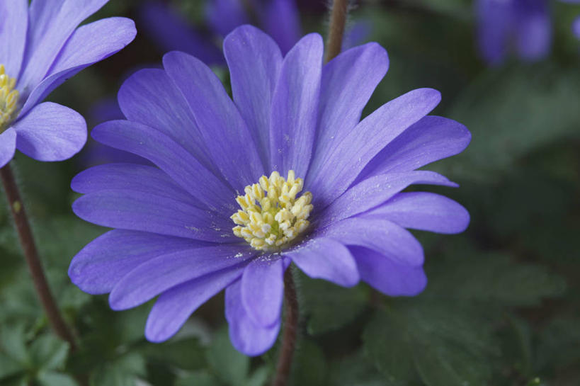 无人,横图,室外,特写,白天,美景,植物,白头翁,英国,景观,花,花瓣,一个,蓝色,紫色,自然,春天,景色,摄影,银莲花,单个,自然风光,彩图,对焦,多年生植物