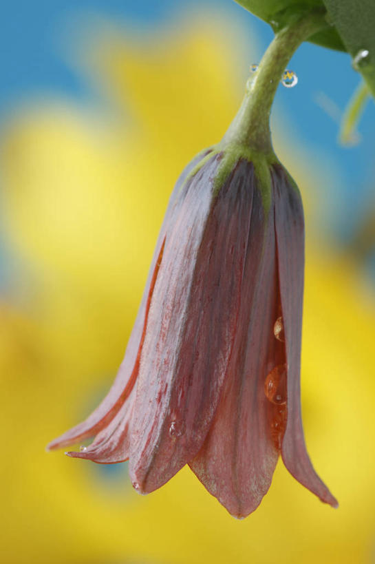 无人,竖图,室外,特写,白天,美景,植物,蔬菜,英国,新鲜,景观,食品,花,花瓣,食物,一个,粉色,黄色,自然,春天,景色,摄影,有机食品,绿色食品,单个,自然风光,贝母,彩图,对焦
