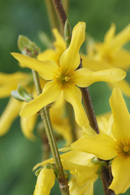 无人,竖图,彩色,室外,特写,白天,美景,植物,连翘,英国,景观,花,花瓣,黄色,自然,春天,景色,摄影,灌木,五颜六色,色彩斑斓,自然风光,五彩缤纷,落叶树,五彩斑斓,五光十色,青翘,落翘,连壳,黄奇丹,黄花条,彩图