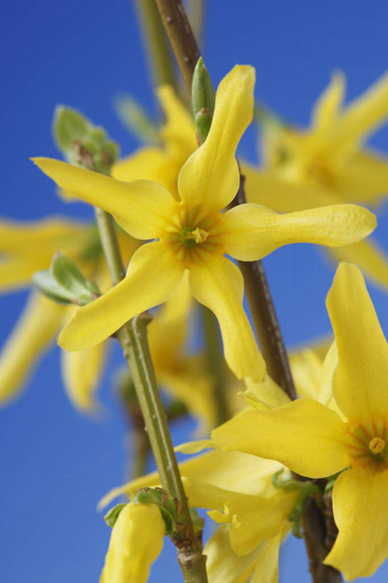 无人,竖图,彩色,室内,特写,白天,美景,植物,连翘,英国,蓝色背景,景观,花,花瓣,黄色,自然,春天,景色,摄影,灌木,五颜六色,色彩斑斓,自然风光,五彩缤纷,落叶树,五彩斑斓,五光十色,青翘,落翘,连壳,黄奇丹,黄花条,彩图,影棚拍摄,对焦
