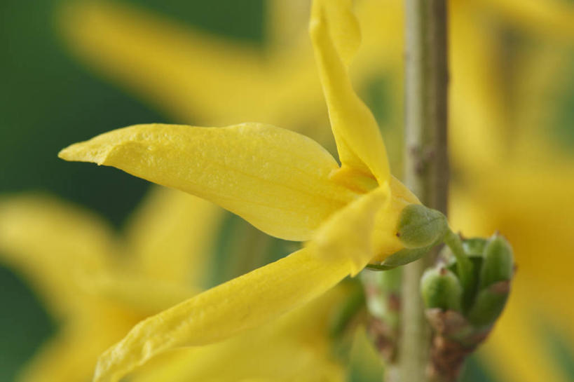 无人,横图,彩色,室外,特写,白天,美景,植物,连翘,英国,景观,花,花瓣,一个,黄色,自然,春天,景色,摄影,单个,灌木,五颜六色,色彩斑斓,自然风光,五彩缤纷,落叶树,五彩斑斓,五光十色,青翘,落翘,连壳,黄奇丹,黄花条,彩图,对焦