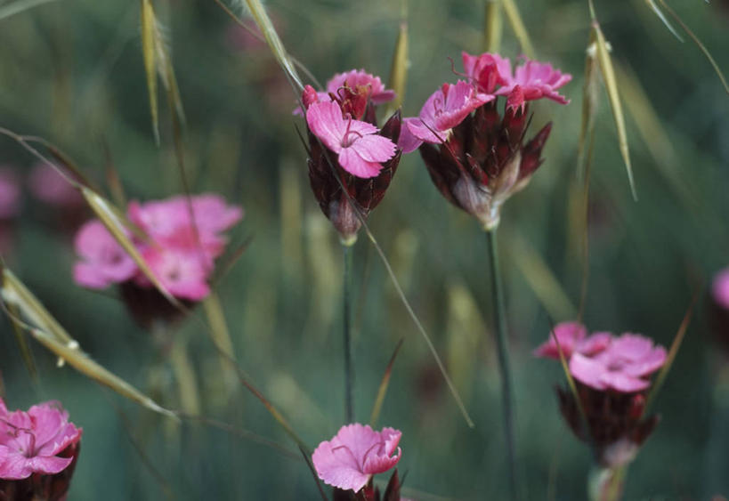 无人,横图,室外,特写,白天,美景,植物,英国,景观,美丽,花,花瓣,粉色,自然,夏天,景色,摄影,自然风光,大胆,热心,洛阳花,石竹,彩图,石菊,石竹子花,绣竹,中国石竹,中国沼竹,对焦,多年生植物