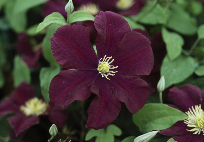 无人,攀登,横图,室外,特写,白天,美景,植物,英国,景观,铁线莲,花,花瓣,一个,红色,自然,夏天,景色,摄影,单个,自然风光,落叶树,彩图,对焦