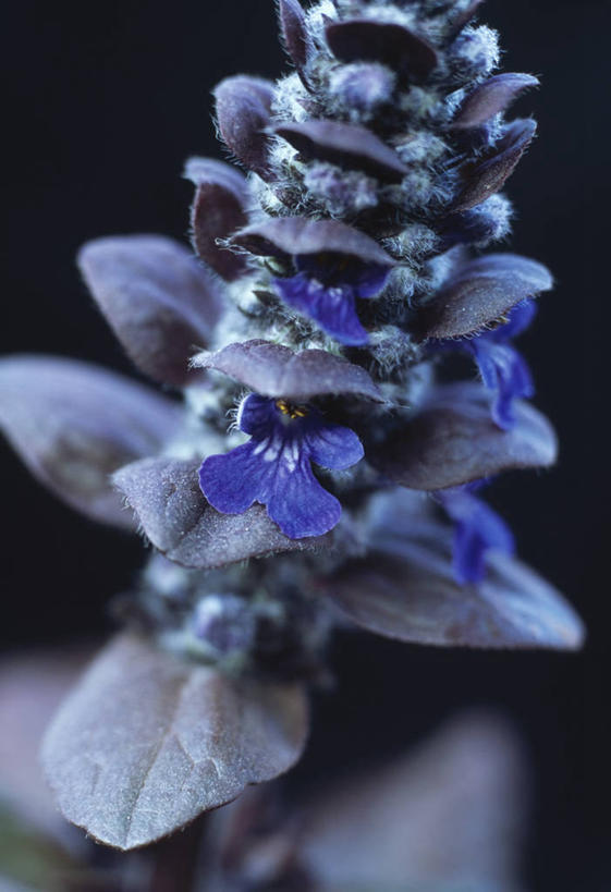 无人,竖图,室外,特写,白天,美景,植物,叶子,英国,黑色背景,景观,花,花瓣,蓝色,紫色,自然,春天,景色,摄影,自然风光,军号,彩图,对焦,多年生植物