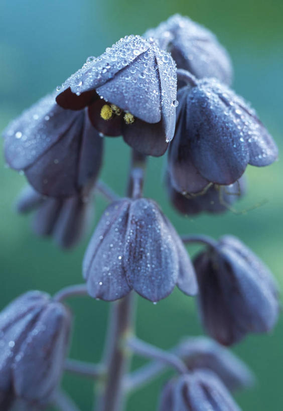 无人,竖图,室外,特写,白天,美景,水,雨,植物,蔬菜,英国,湿,新鲜,景观,水滴,食品,花,食物,紫色,自然,春天,景色,摄影,有机食品,绿色食品,清新,自然风光,豹纹蝶,贝母,彩图,对焦
