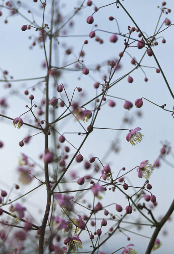 无人,竖图,室外,特写,白天,美景,植物,英国,景观,茎,花蕾,花,花瓣,粉色,自然,夏天,景色,摄影,脆弱,自然风光,彩图,唐松草,多年生植物