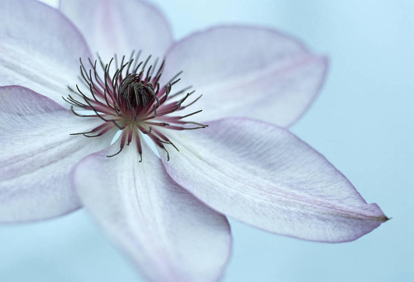 无人,攀登,横图,室内,特写,白天,美景,植物,英国,蓝色背景,景观,铁线莲,花,花瓣,一个,紫色,自然,夏天,景色,摄影,单个,自然风光,彩图,影棚拍摄