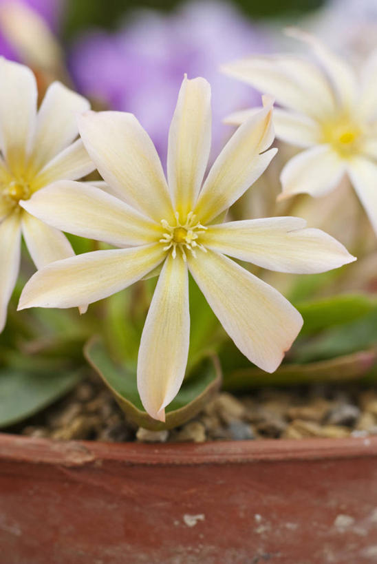 无人,竖图,室外,特写,白天,美景,植物,花盆,英国,景观,花,黄色,自然,容器,春天,景色,摄影,清新,自然风光,苍白,彩图,对焦