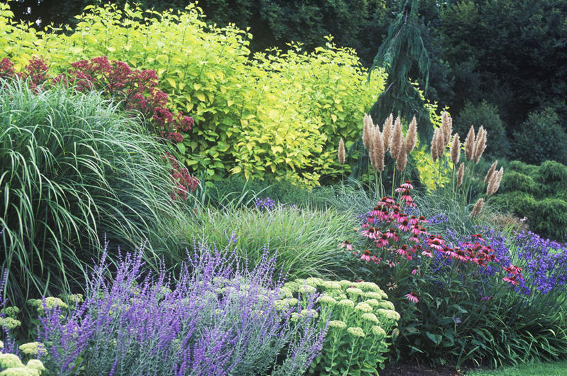 无人,横图,彩色,室外,白天,美景,植物,英国,景观,草药,药草,中药,草,自然,夏天,景色,摄影,五颜六色,色彩斑斓,非洲百合,景天,自然风光,药材,中草药,五彩缤纷,中药材,本草,山茱萸,五彩斑斓,八宝,五光十色,彩图,包菜还阳,活血三七,对焦,多年生植物