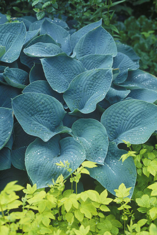 无人,竖图,室外,特写,白天,美景,植物,绣线菊,叶子,英国,景观,黄色,蓝色,绿色,自然,夏天,祈福,景色,摄影,清新,自然风光,努力,蚂蝗梢,彩图