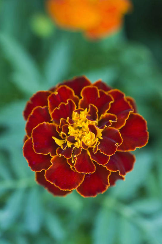 无人,竖图,室外,特写,白天,留白,美景,植物,英国,花坛,景观,万寿菊,花,花瓣,黄色,红色,自然,夏天,橙色,景色,摄影,自然风光,式样,彩图