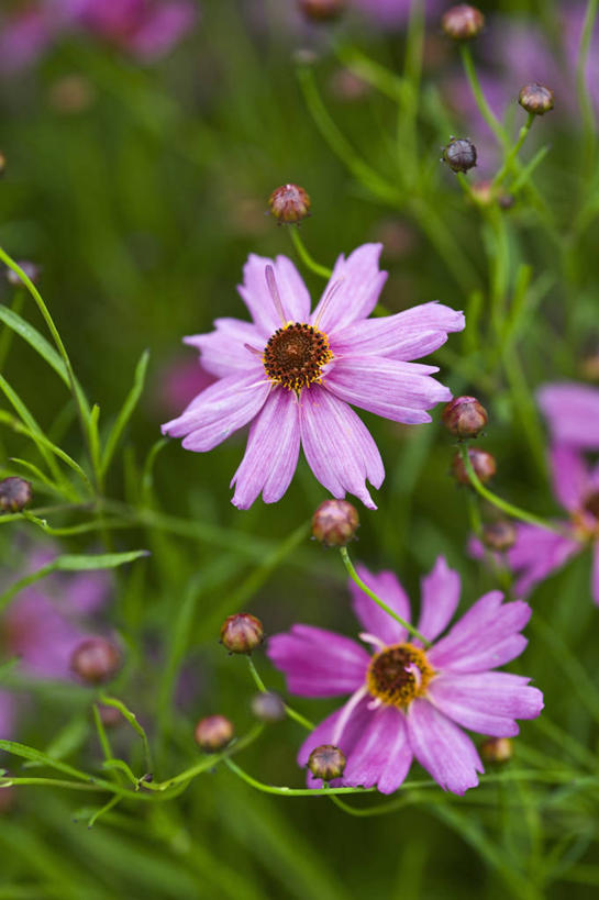 无人,竖图,室外,特写,白天,美景,植物,英国,景观,花,花瓣,粉色,自然,夏天,景色,摄影,自然风光,金鸡菊,彩图,对焦
