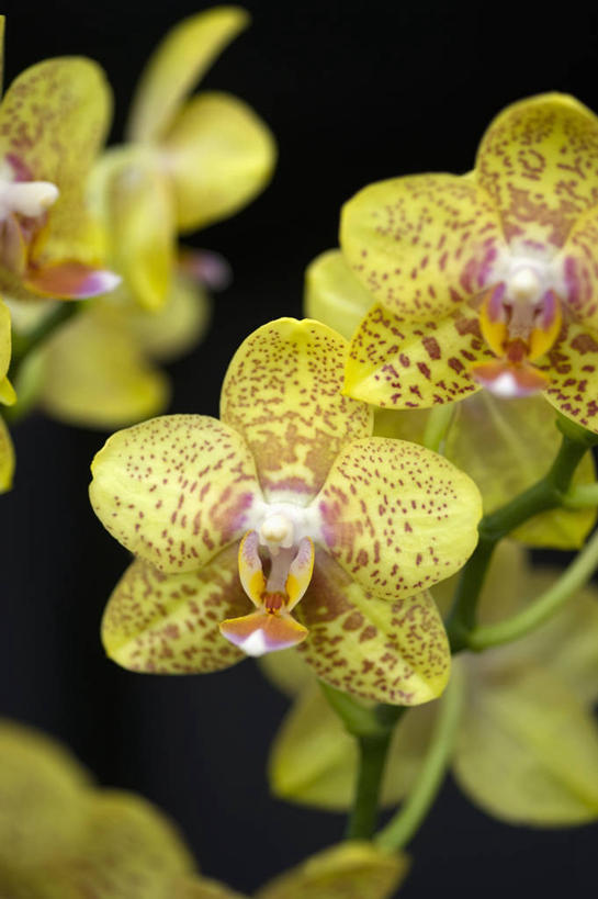 无人,竖图,室外,特写,白天,美景,植物,蝴蝶兰,英国,景观,花,花瓣,黄色,自然,橙色,景色,摄影,自然风光,式样,兰花,彩图,对焦