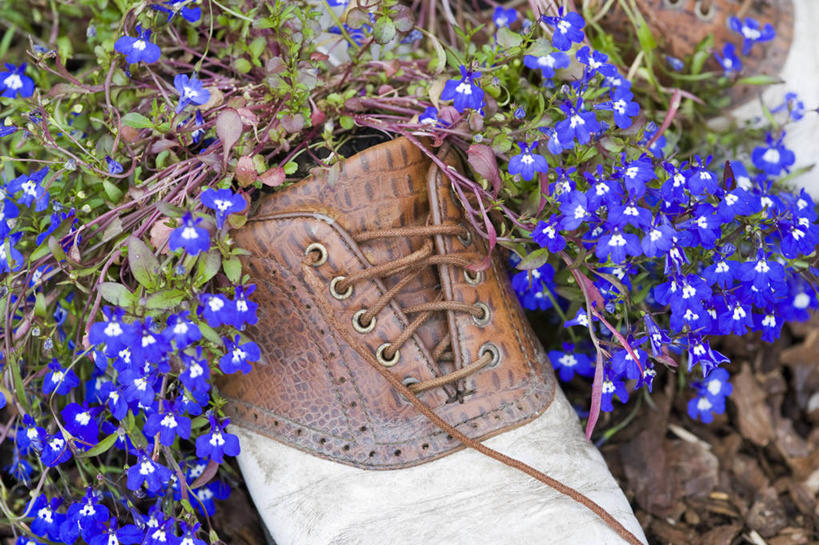 横图,俯视,室外,特写,白天,美景,植物,鞋子,花盆,花坛,景观,花,花瓣,蓝色,自然,容器,夏天,景色,摄影,自然风光,循环利用,彩图,高角度拍摄,对焦,半边莲属