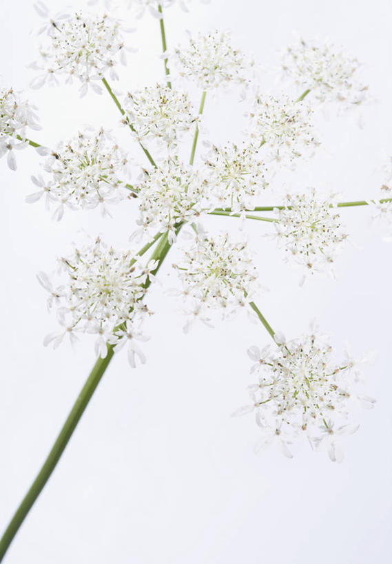 无人,竖图,室内,特写,白天,白色背景,美景,植物,叶子,英国,景观,茎,草药,药草,中药,花,花瓣,一个,绿色,白色,自然,夏天,景色,摄影,单个,清新,自然风光,药材,中草药,中药材,本草,防风草,四方茎,土防风,彩图,影棚拍摄