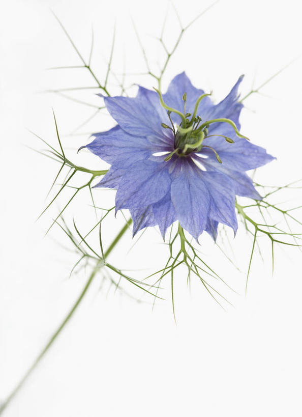 无人,竖图,方图,室内,特写,白天,白色背景,美景,植物,英国,景观,调味,香料,佐料,花,花瓣,一个,蓝色,自然,夏天,景色,摄影,单个,葛缕子,配料,雄蕊,自然风光,作料,彩图,影棚拍摄