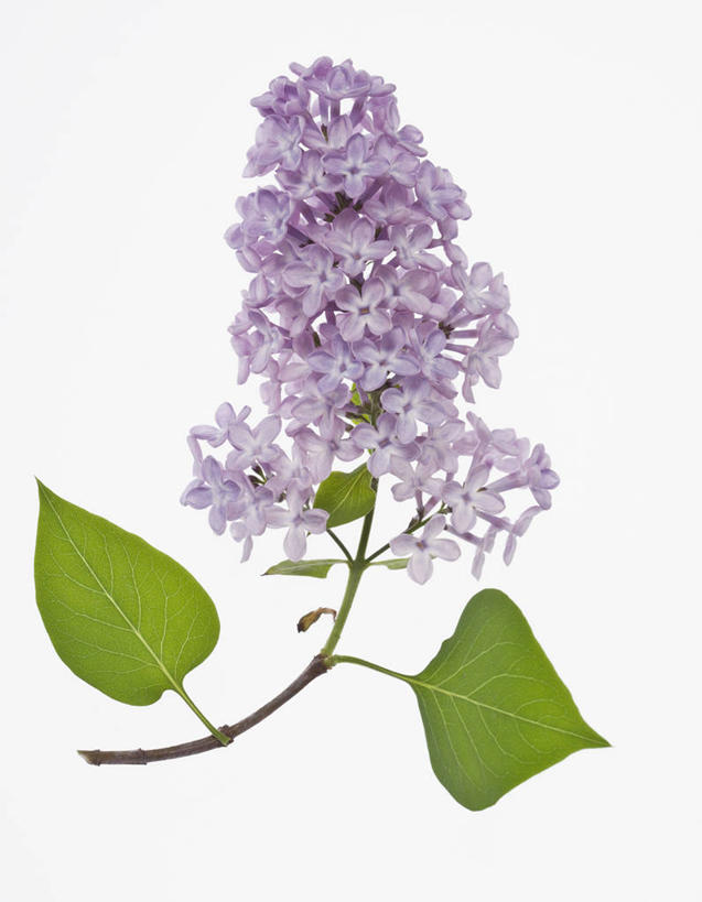 无人,竖图,室内,特写,白天,白色背景,美景,植物,丁香花,英国,景观,花,花瓣,一个,紫色,自然,春天,景色,摄影,单个,灌木,清新,自然风光,彩图,影棚拍摄,对焦